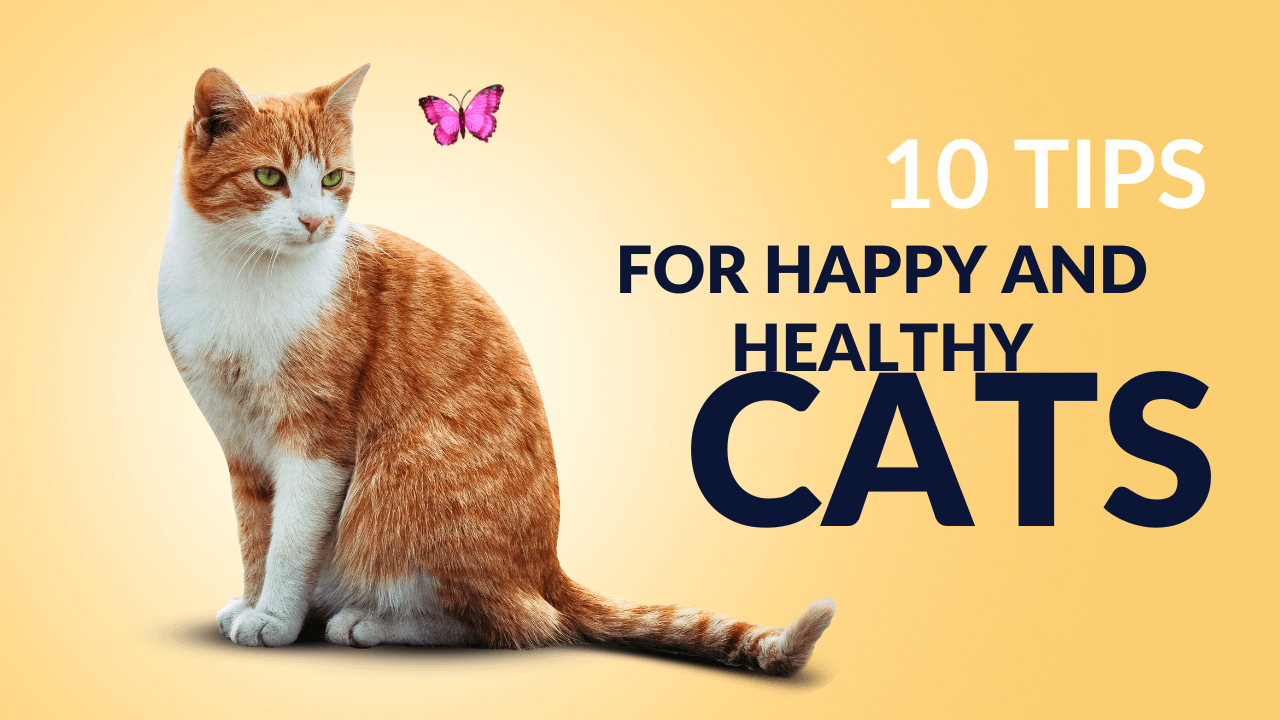 10 Expert Pet Care Tips for Happy and Healthy Cats