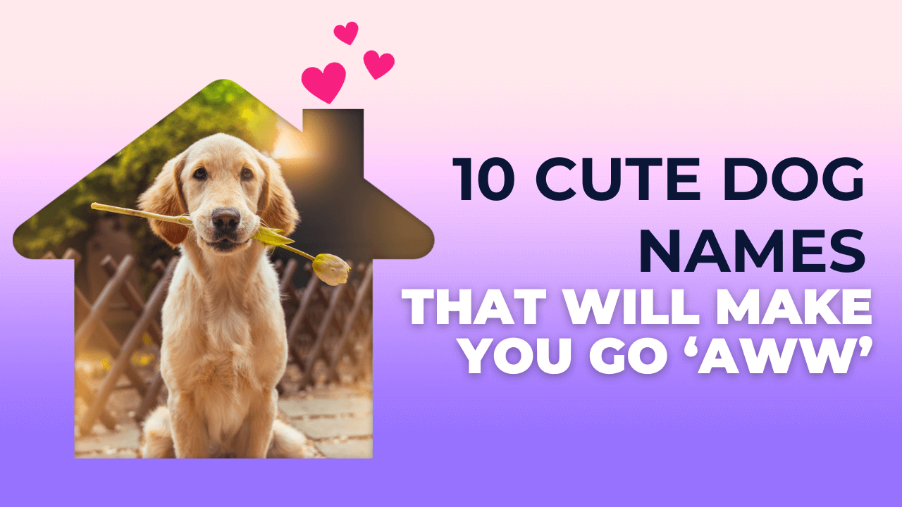 10 Cute Dog Names That Will Make You Go 'Aww'